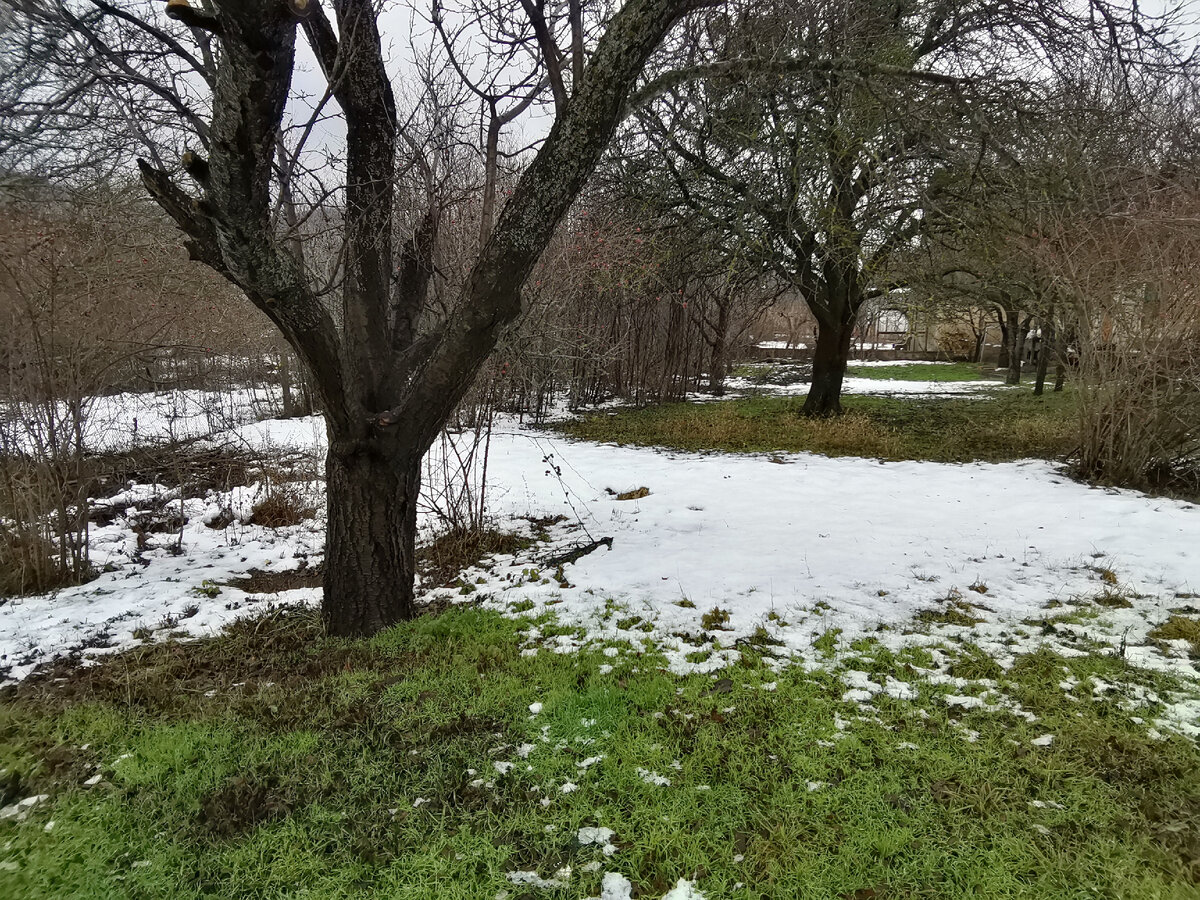 Кое-где, в садах уже проглядывает зелёная травка. 