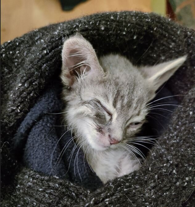 Служба спасения животных. Пожарный спасает кота. Кошкиспас. Порода кошек с нелюдимым характером. Кошкиспас.