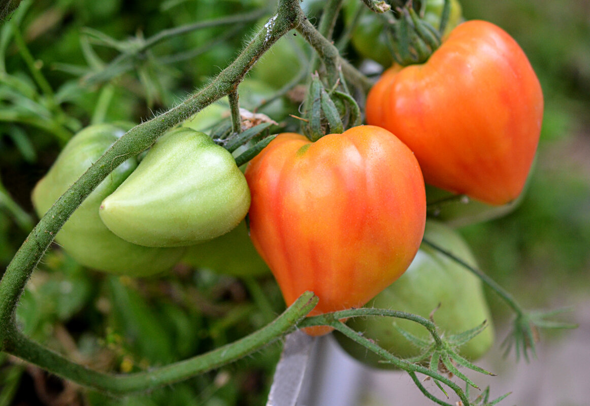 томат оранж рашен. томат orange russian 117. томат оранжевый слон минусинский. томат щедрый вкус. томат руссиан оранж.