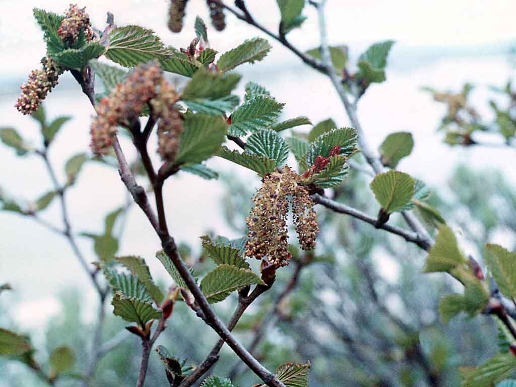 Ольха дерево или кустарник фото