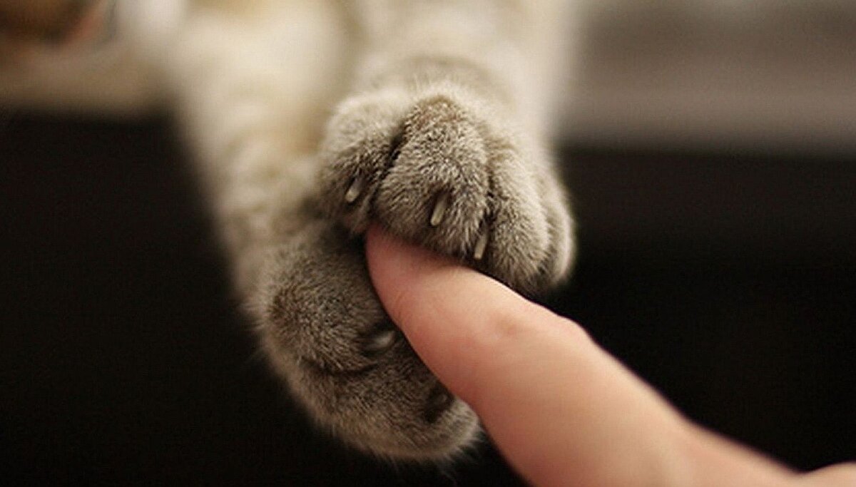 Фото из Интернета.