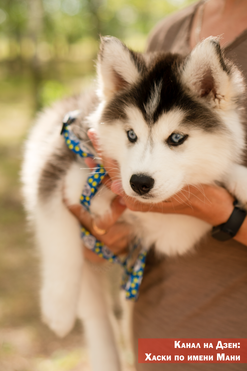 Хаски по имени Мани 