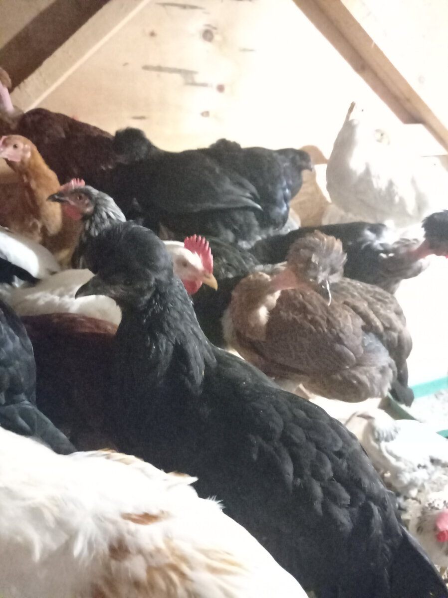 Наиболее удачный кадр😂 Найди петуха! Черного! 