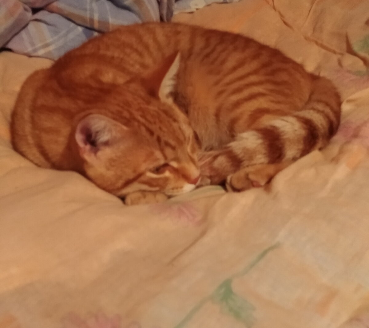 Личное  фото