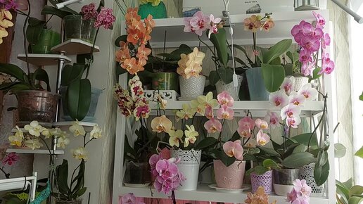 ЦВЕТЕНИЕ орхидей НА ЛОДЖИИ в августе. 1 часть