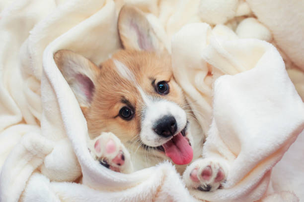 https://media.istockphoto.com/id/1067074306/ru/фото/милый-самодельный-щенок-корги-лежит-в-белом-пушистом-одеяле-смешно-торчащие-его-лицо-и-лапы.jpg?s=612x612&w=0&k=20&c=WSImZ8jUoorzlJ114geODLvjdr26x_hVgqMQyfHGOqc=
