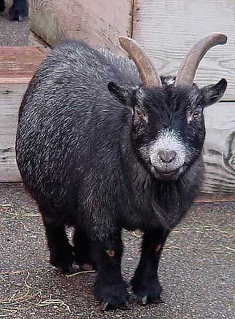 Фото с сайта Яндекс картинки. Очень жирная коза. 