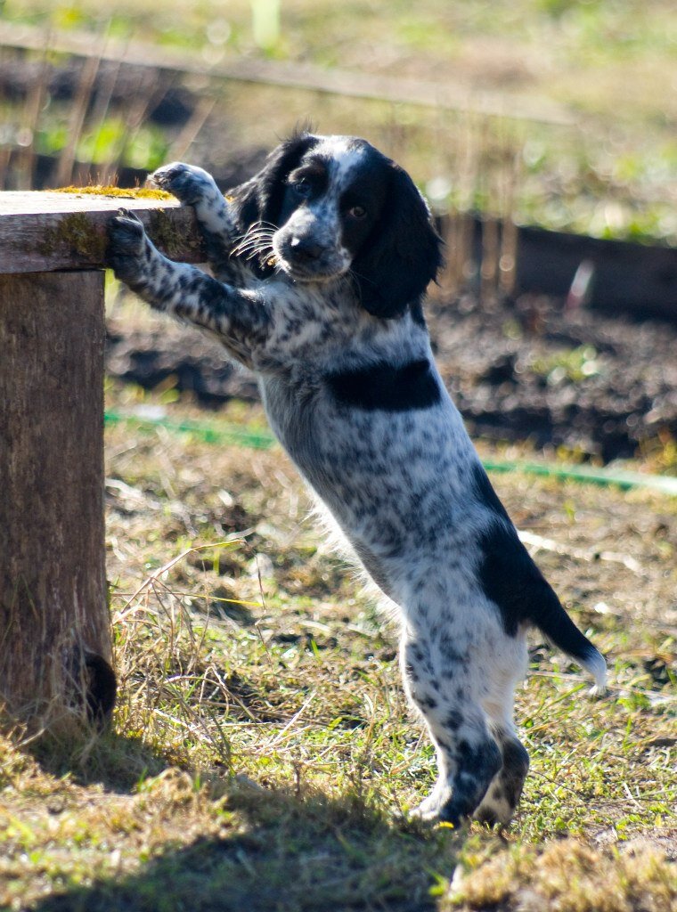 Щенок в деревне