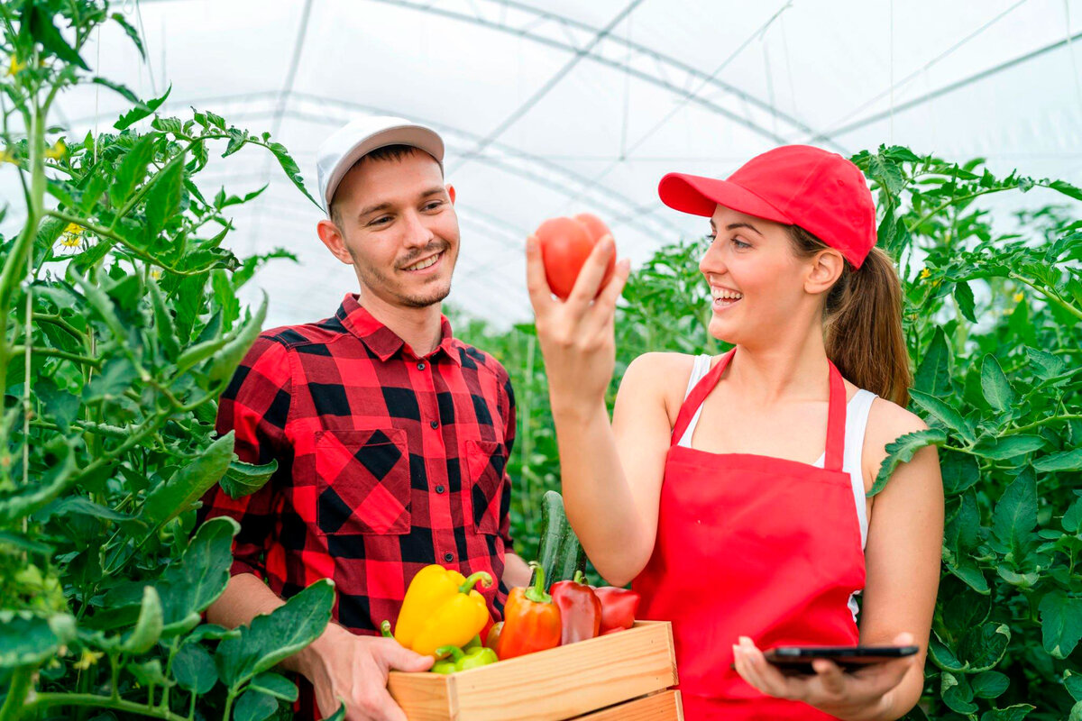 Как вам такой урожай?