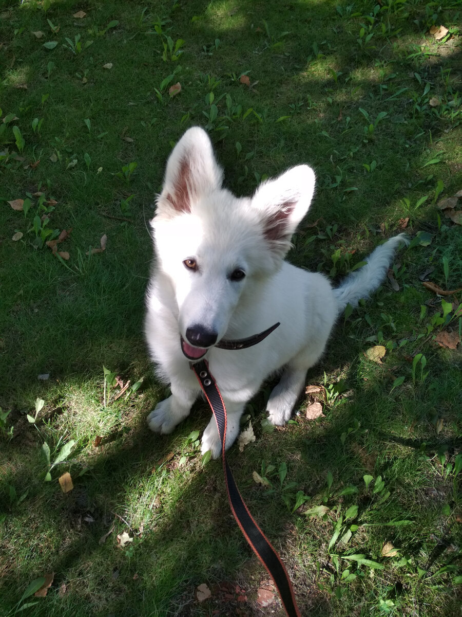 Сэм. 3 месяца 