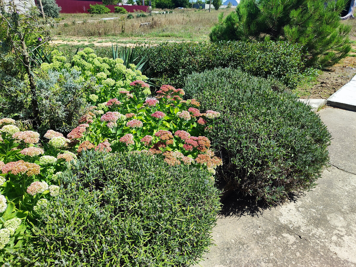 красота возле дома