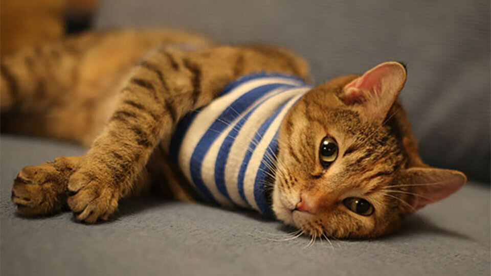 День рождения русской тельняшки: история и традиции праздника. Фото: pixabay.com