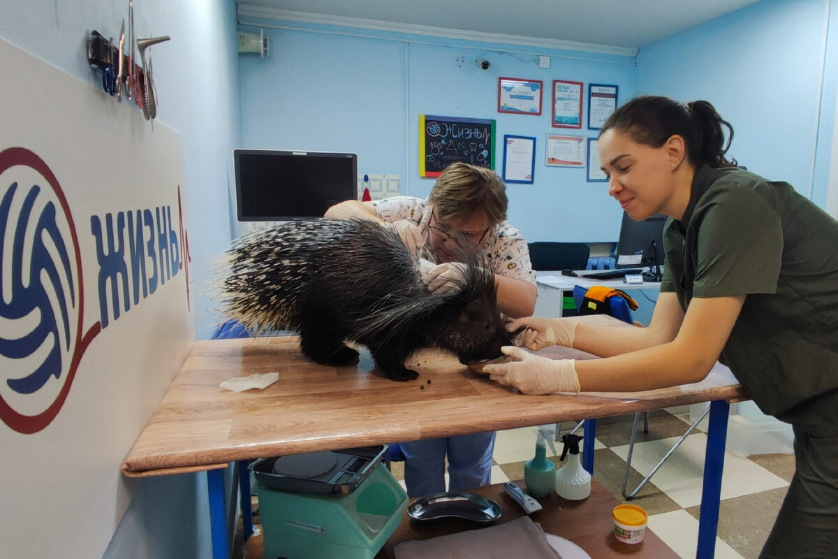 Дикобраз на приеме в ветеринарной клинике в Калуге "Жизнь"