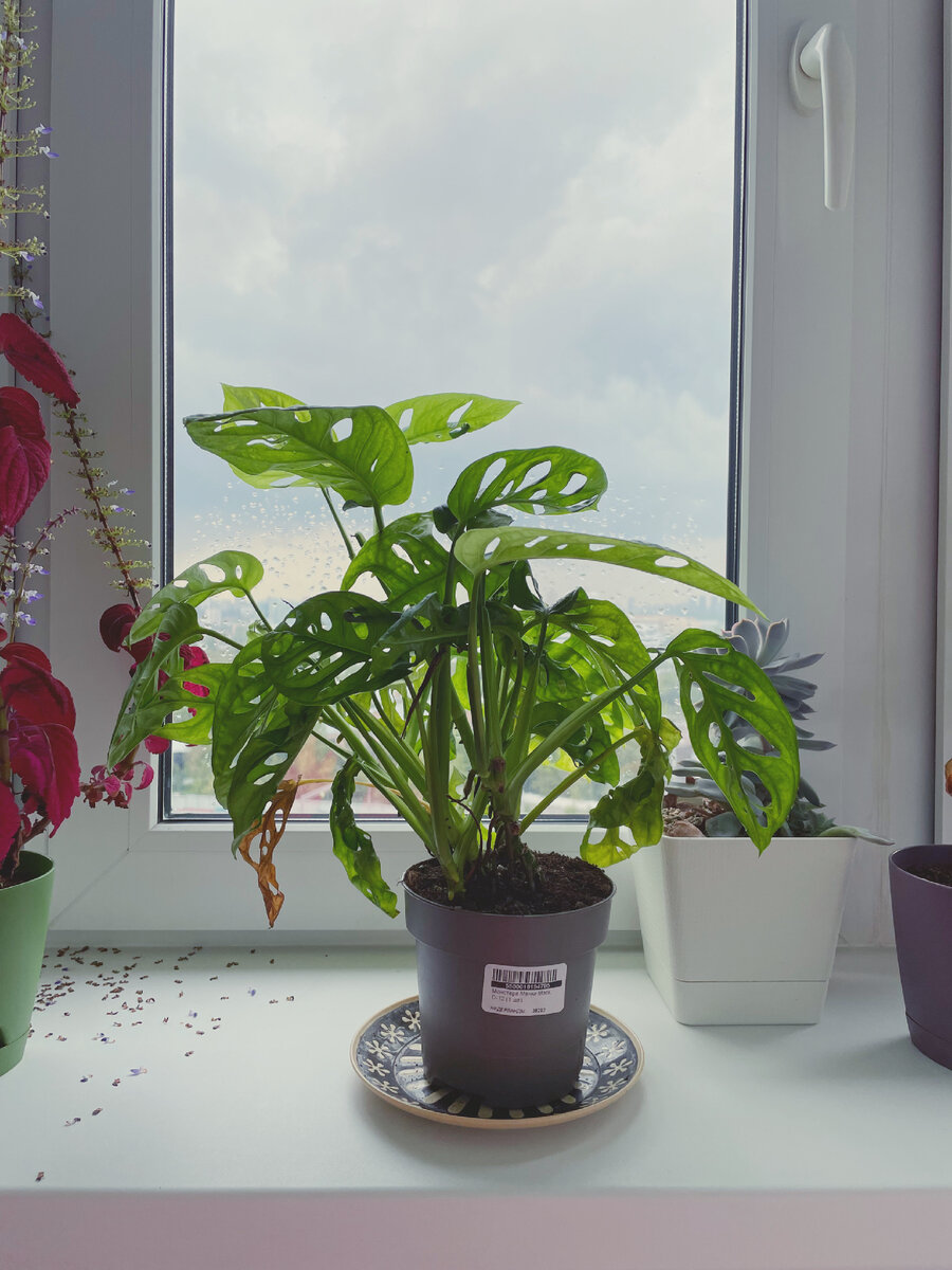 Монстера Манки Маск