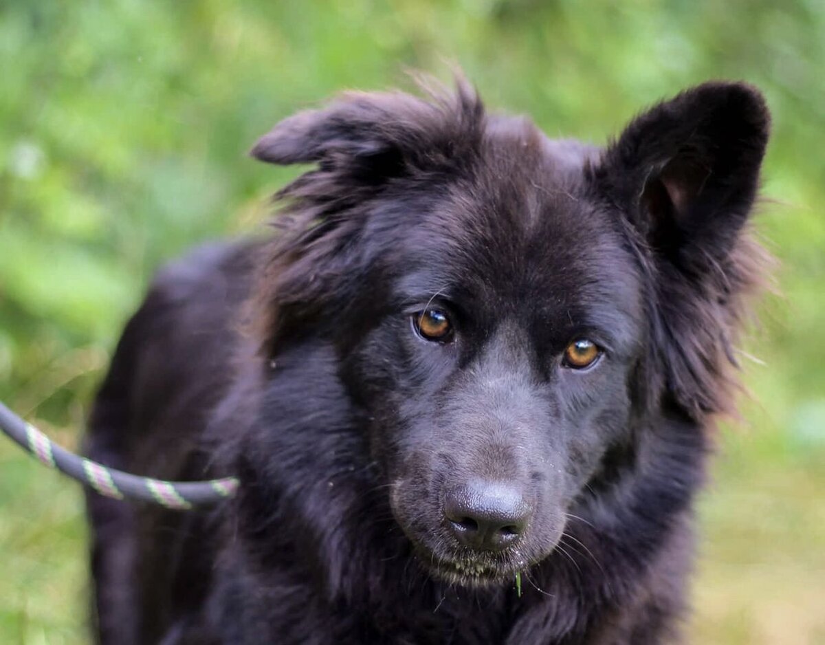 Молли, невероятная красотка! Шерсть-черный жемчуг! Скорее будет обниматься с вами, чем бегать сломя голову по полю. 