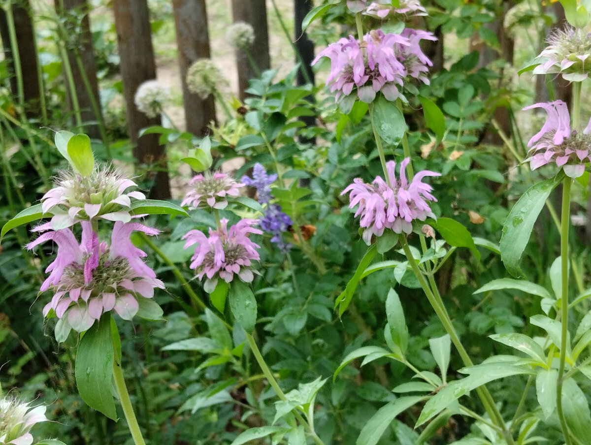 Монарда violacea