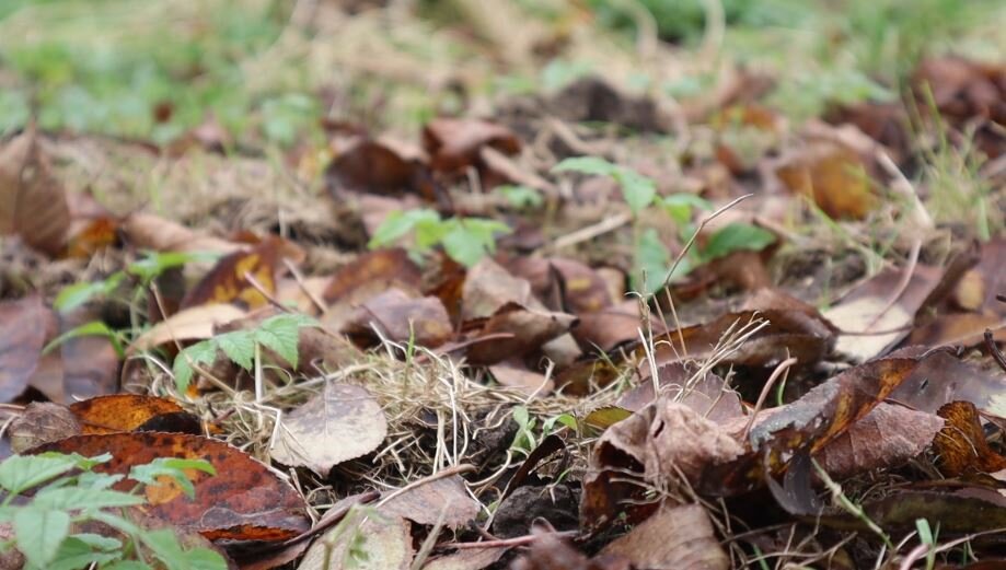 Осенние листья тоже пойдут для закладки в компост, они делают его намного рыхлее.