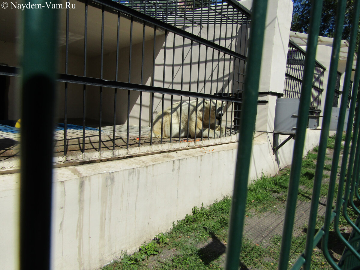 Белый медведь Казанского ЗооБотСада мучается в маленькой клетке.  Больше фото на сайте   -2