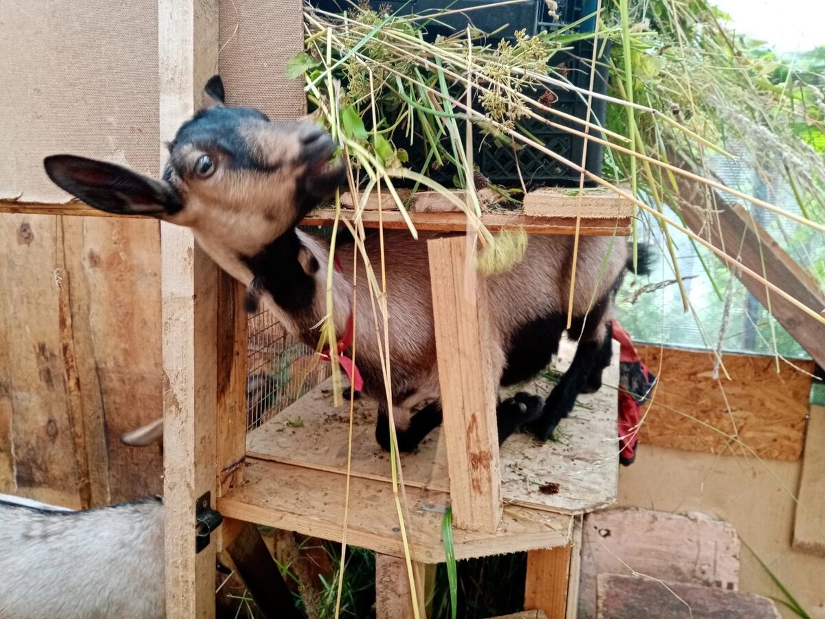 Патриция в детстве, залезала везде, где только можно и нельзя