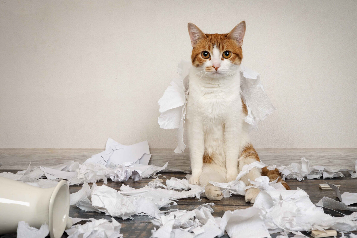 Кот порвал бумагу