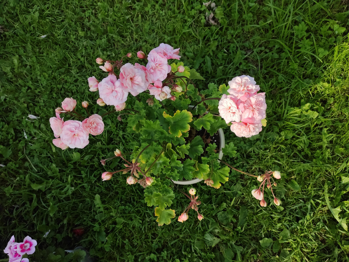 Моя страдалица Леона Галактика до стрижки. Жёлтая окантовочка на листьях - это не вирус, а жара и ошибки в уходе, которые может потом и привели к ослаблению растения. 