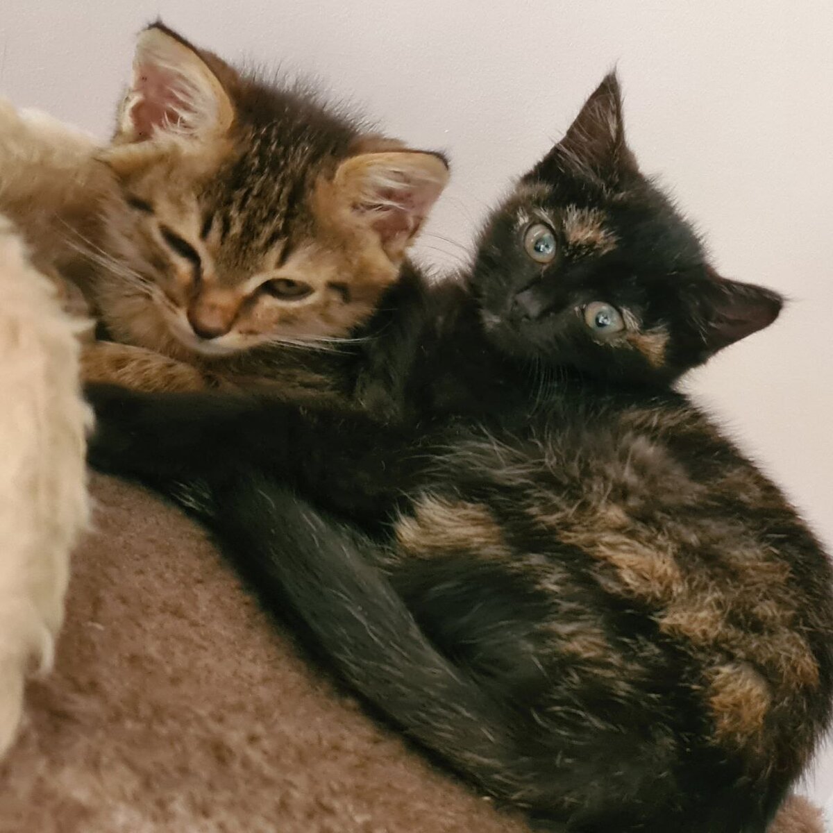 Черничка с братом Кексиком