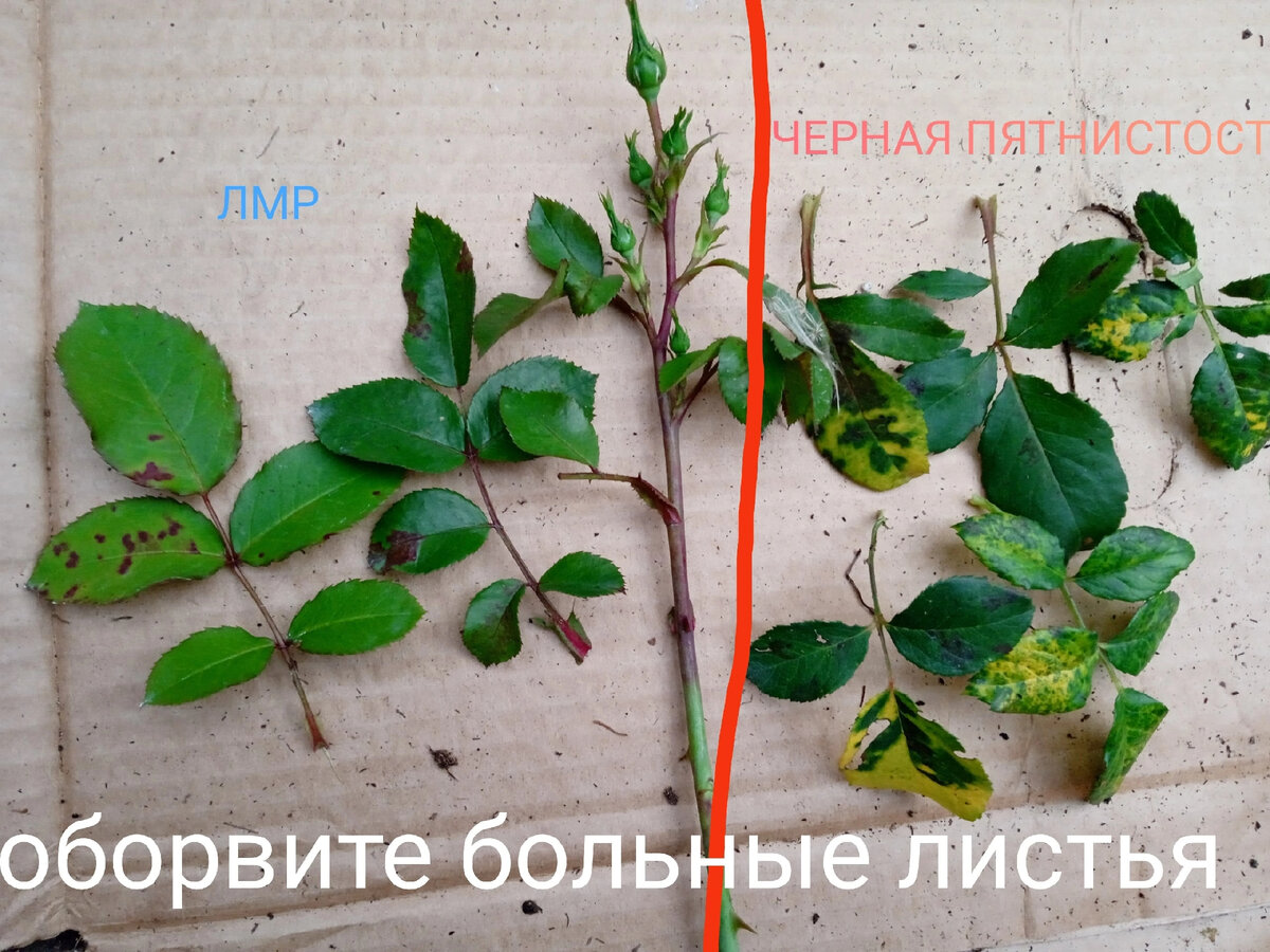 Отличается очень, особенно если знать в чем разница 