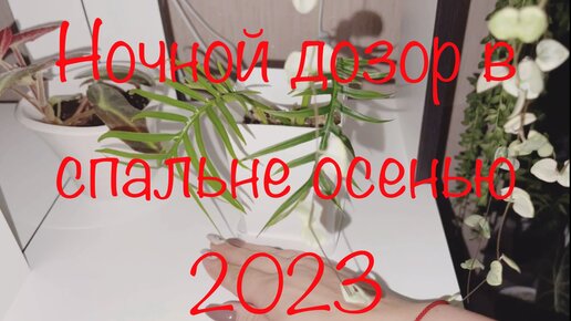 Ночной дозор растений в спальне осенью 2023