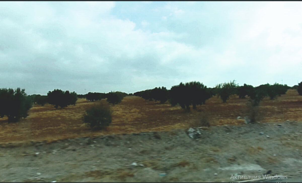 Бесконечные плантации оливок