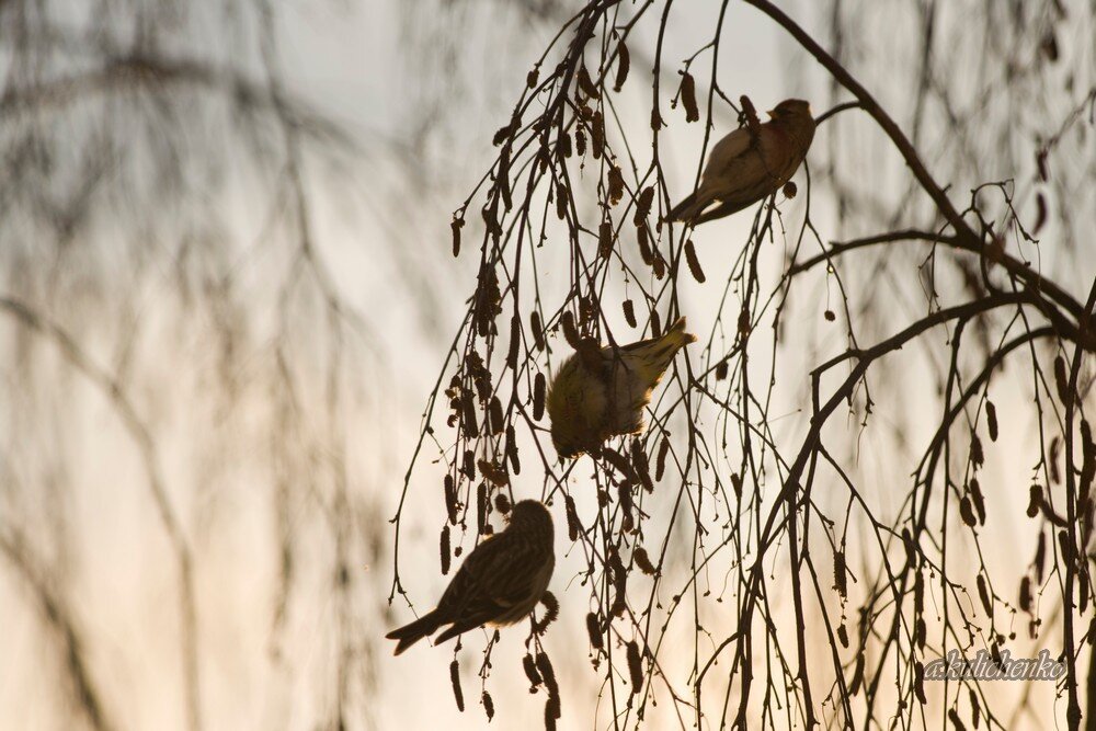 Чижи потрошат березовые сережки.