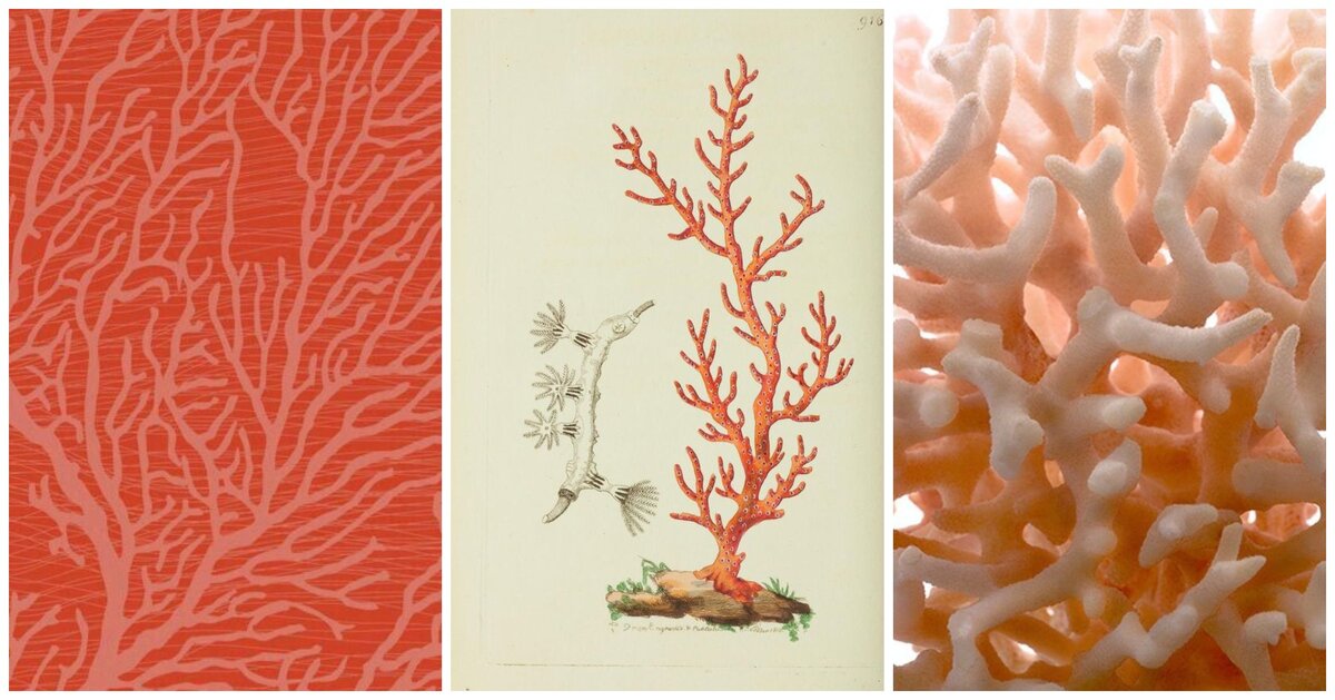 2. Коралл. Рисунок на современной ткани. Старинная гравюра. Фотография.