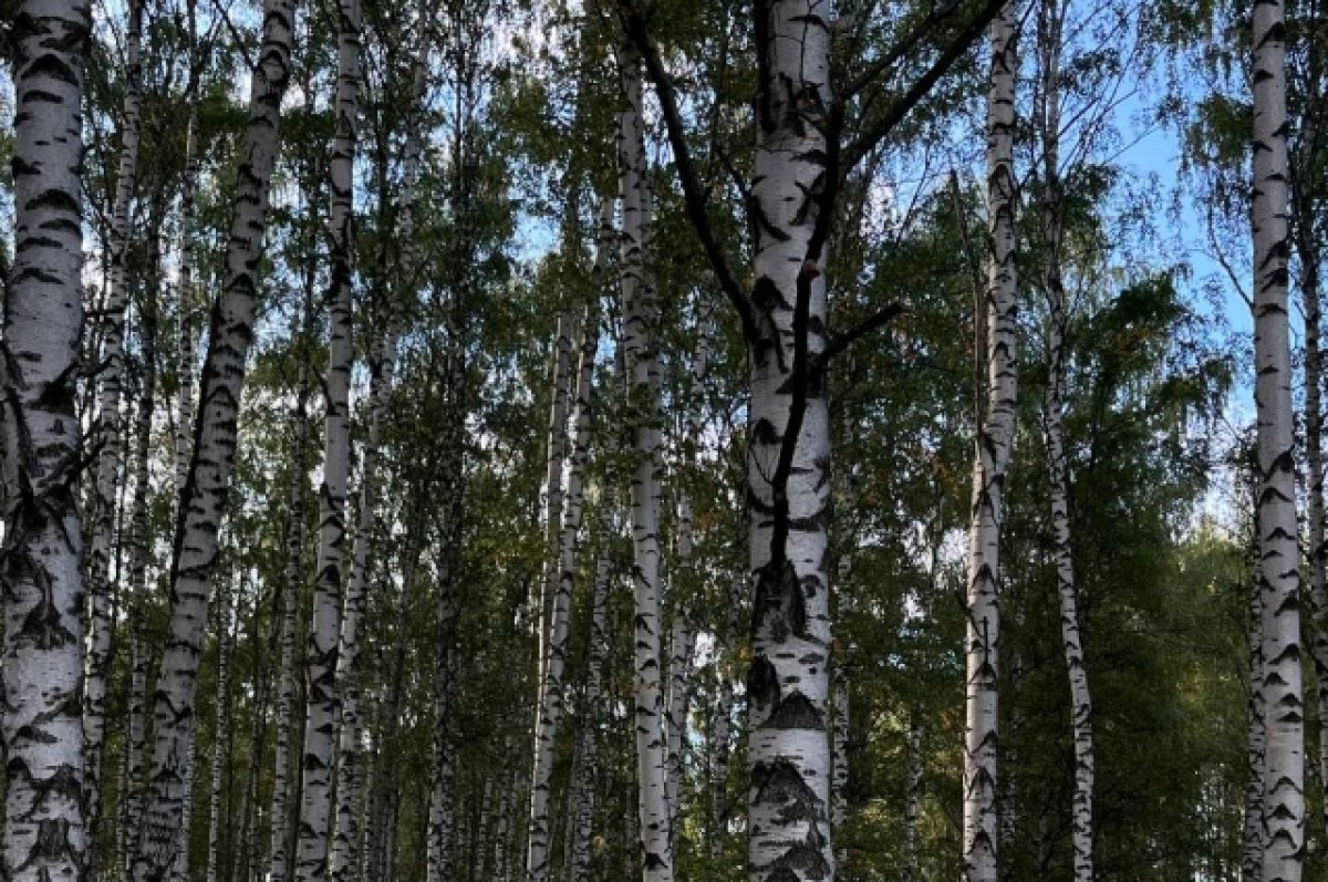    В Ярославле расчистят парк напротив Стрелки