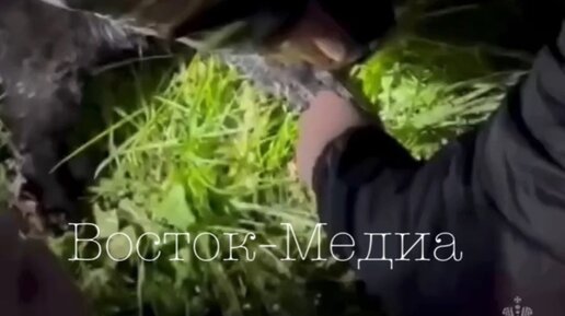 Восток-Медиа | Они не сдались и спасли жизнь коту и собаке, которые ...