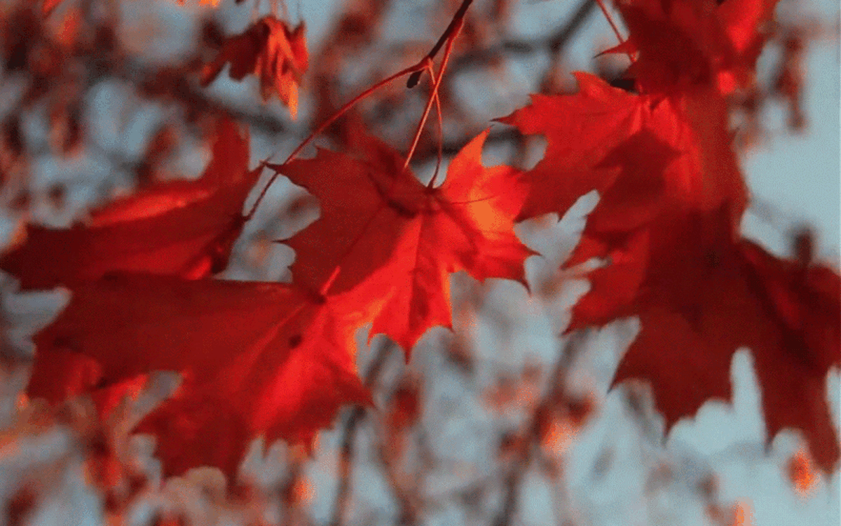 Багряной веткой. Кленовый лист. Лист на ветру. Ветка с красными листьями. Ветка клена осеннего.