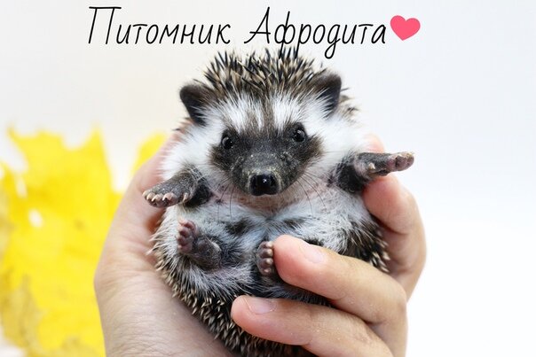 фото питомника "Афродита"