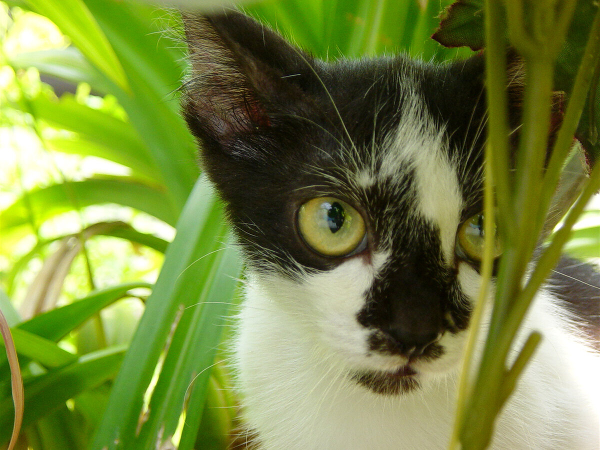 Фото ronen ijansempoi