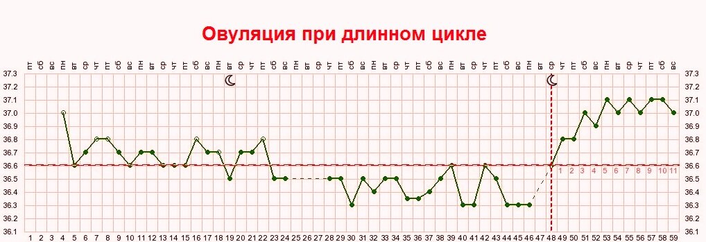 Овуляция позже срока. График базальной температуры при длинном цикле. График базальной температуры с поздней овуляцией. График базальной температуры при поздней овуляции. График БТ С овуляцией.