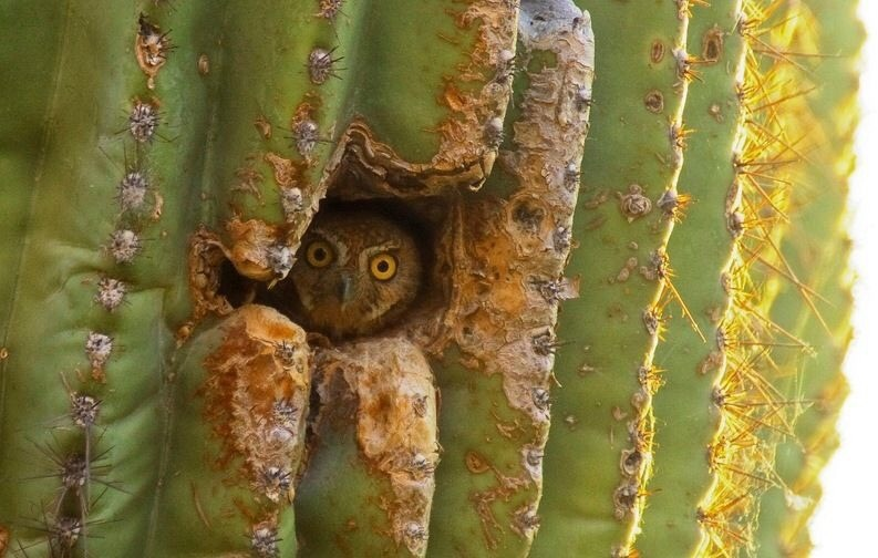Взрослых нет дома, я вам не открою!