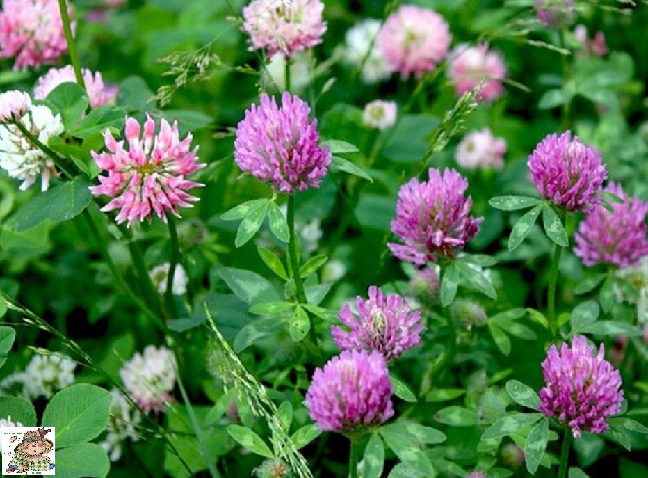 На сорняки не похожи - газон.