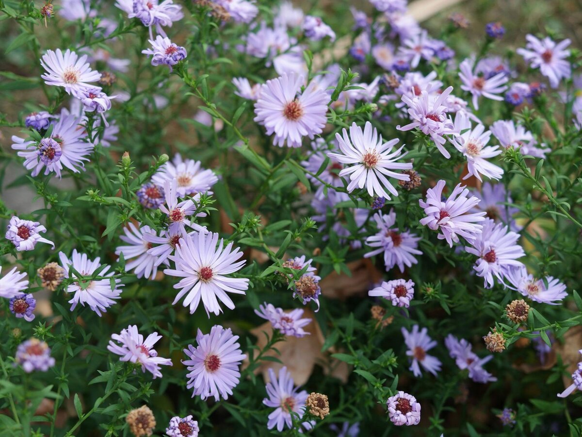 Symphyotrichum dumosum