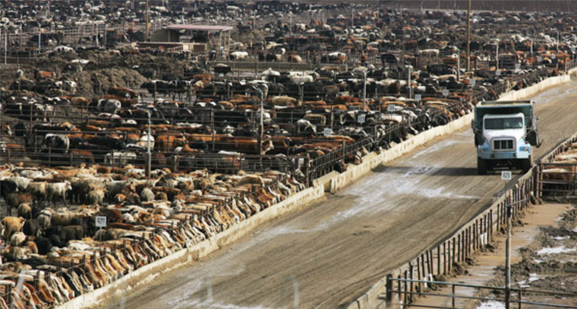 Загон для откорма скота