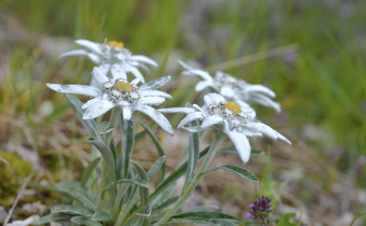 Leontopodium alpinum Cass Эдельвейс Альпийский