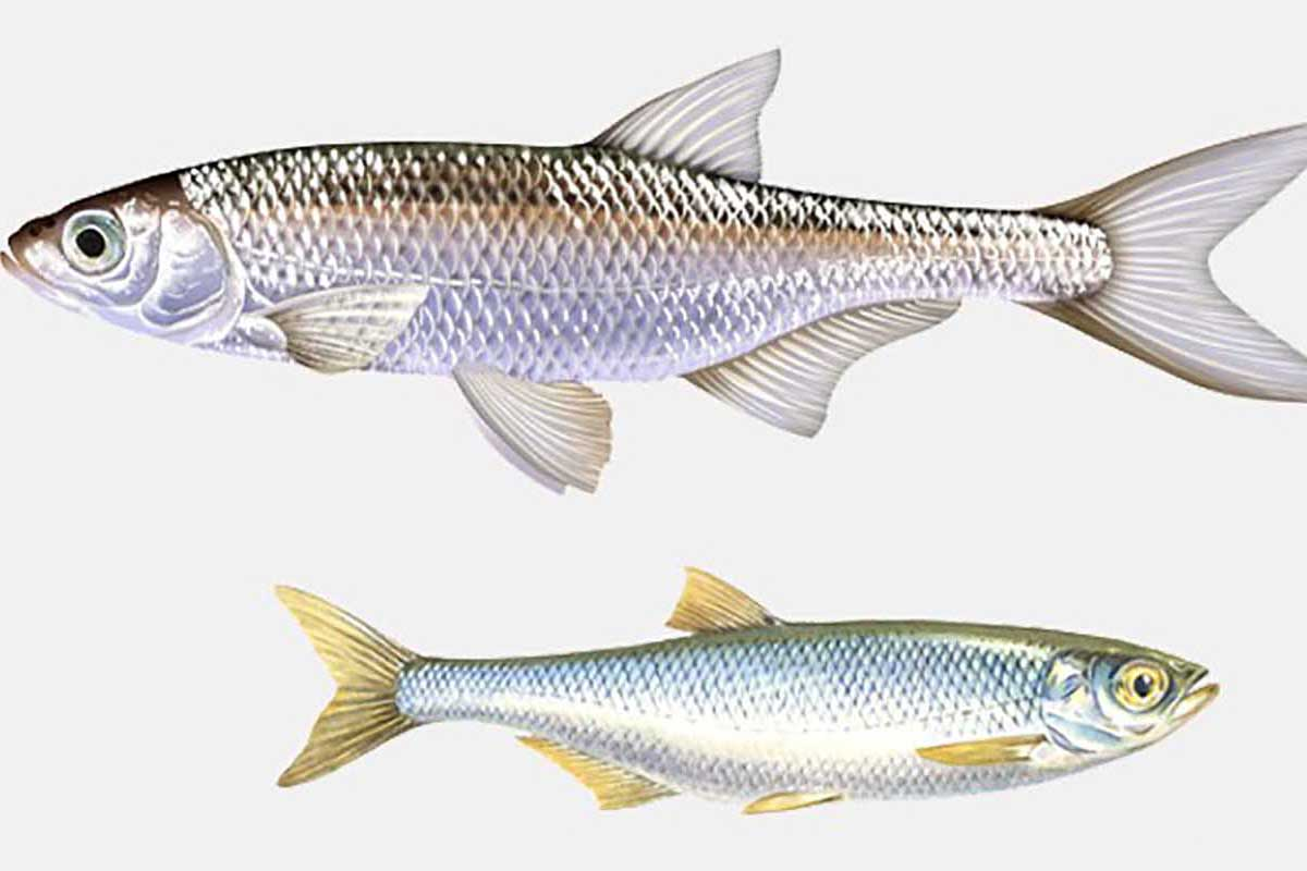 Мелкая рыба семейства. Рыба уклейка (уклея). Уклейка Alburnus Alburnus. Рыба уклейка рыба уклейка. Обыкновенная уклея.