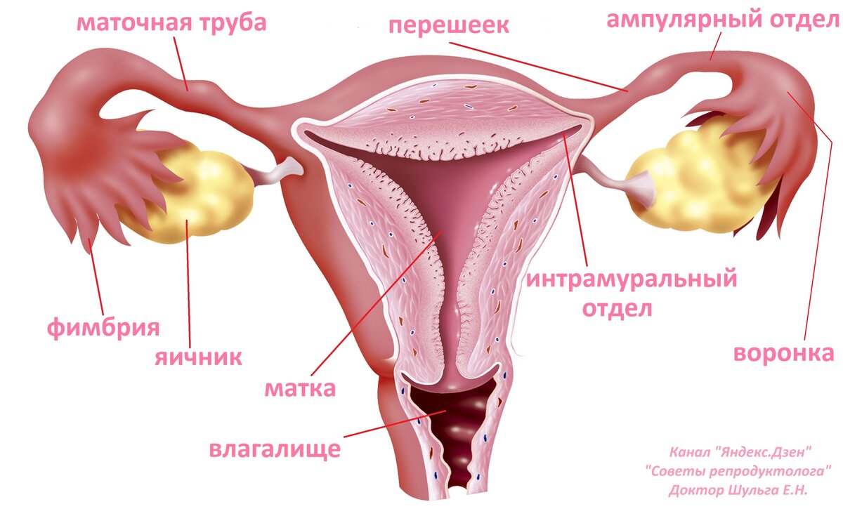 рисунок Дженифер Уитлок