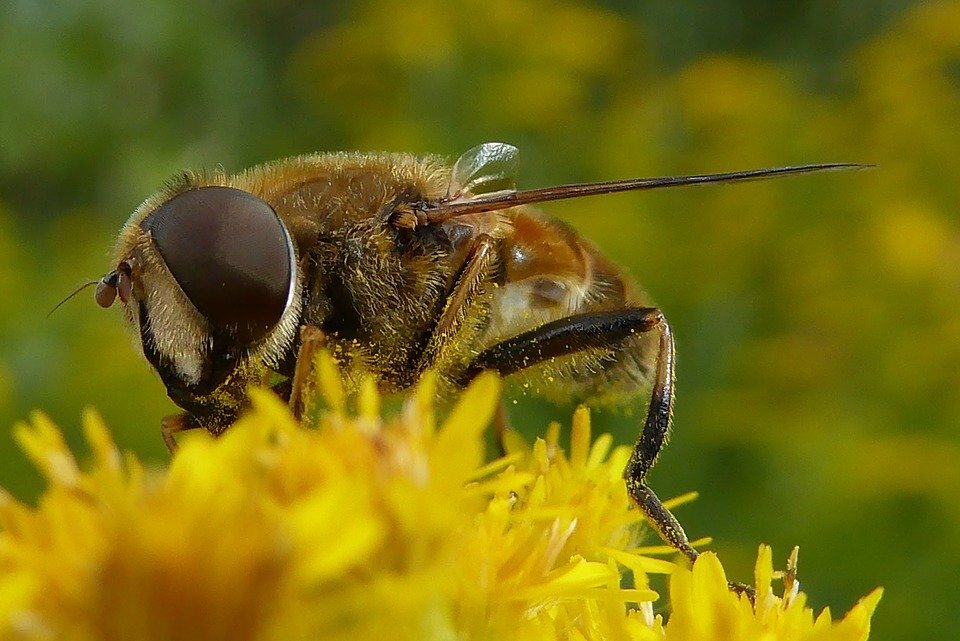 https://cdn.nieuws.nl/media/sites/277/2018/04/14220914/bij-ajb63-pixabay.jpg