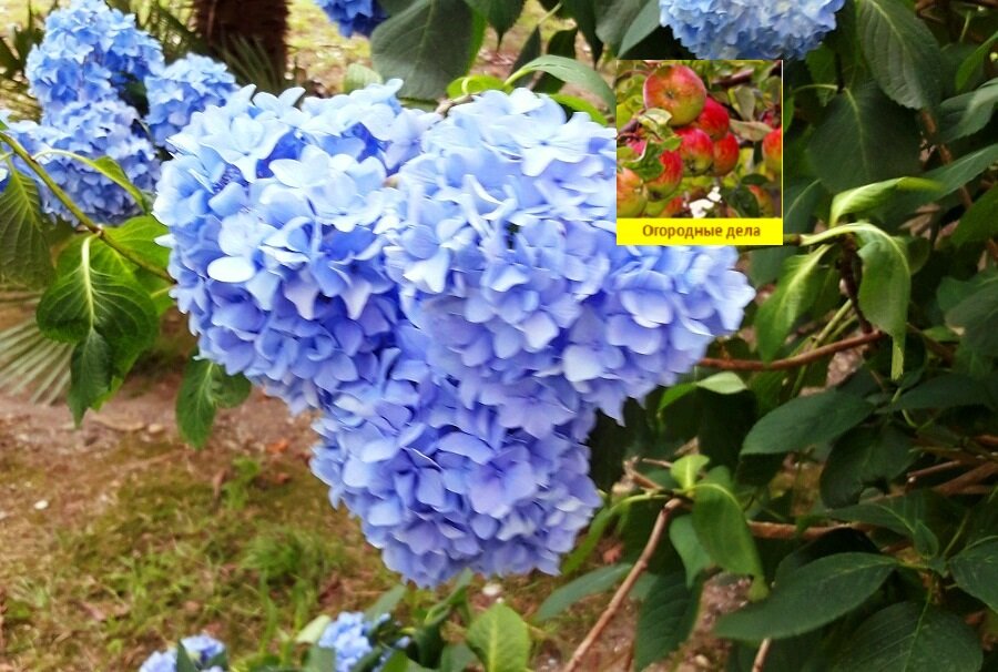 Интересные цветы для дачи: голубые гортензии, которых много растет в Абхазии