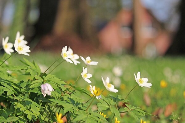 https://cdn.pixabay.com/photo/2019/04/11/13/37/wood-anemone-4119800_1280.jpg