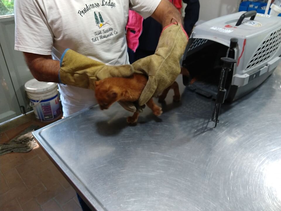 Фото: FARA Fundacion Argentina de Rescate Animal