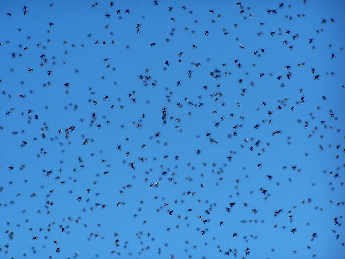 Пчелиный рой. фото взято с freeimages.com