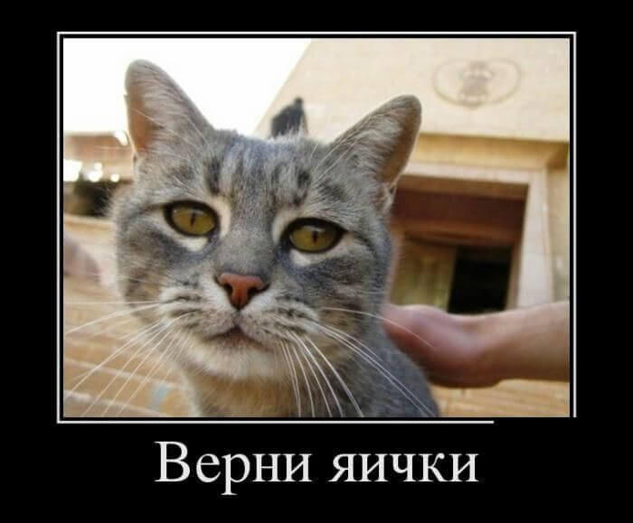 Анекдоты про кошки » Страница 4 » ШутОк shutok.ru » Облако тегов » кошки » Страница 4